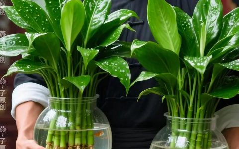 金钻绿植养殖方法：家庭养护全攻略