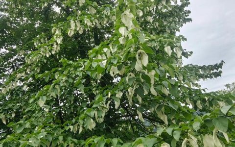 珙桐树苗多少钱一株？2026年价格表与种植指南