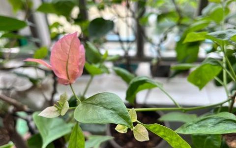 三角梅花谢了以后怎么才能再次开花？促花技巧与修剪方法