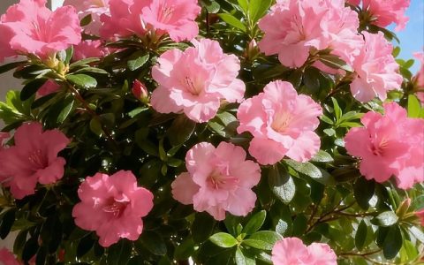 杜鹃花是什么颜色？花期多久？全色系品种与养护指南