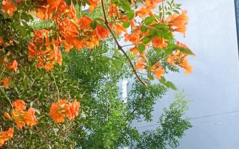 凌霄花开花时间、养护与促花全攻略