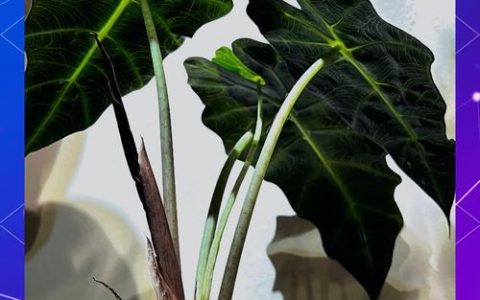 大仙女海芋养护指南：家庭阳台种植全攻略