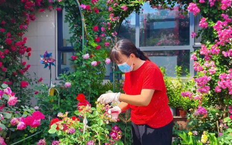 月季第一波花后修剪全攻略：促花复花技巧