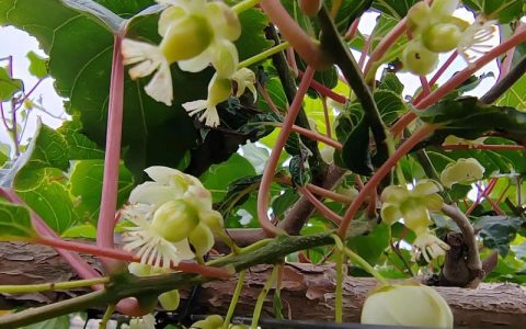 软枣猕猴桃种植方法和管理技术：从选苗到丰收的实操指南