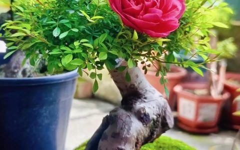 月季花老桩种植与复壮养护全指南