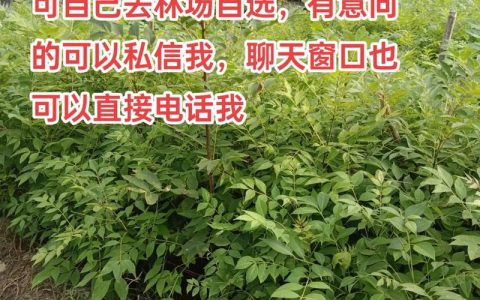 黄柏栽植密度与苗木规格标准详解