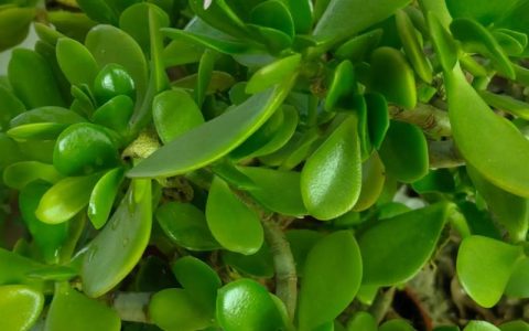 玉树开花吗？什么时候开花？促花养护全攻略