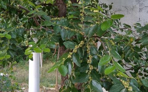 枣树养护全攻略：为什么说枣树不能随便浇水？浇水施肥修剪全指南
