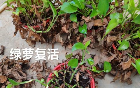 绿萝烂根了怎么补救？3步诊断与抢救方案