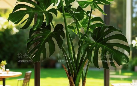 春羽和龟背竹哪个好养？2026年家庭室内植物养护对比分析