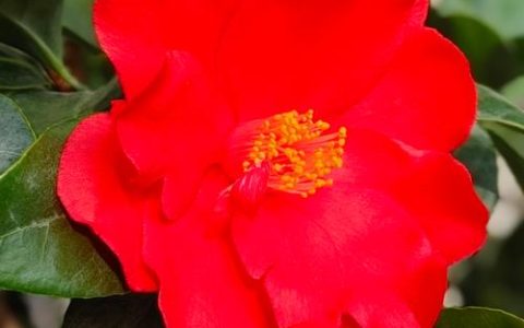 四季茶花养殖全攻略：花色、花期与寓意解析