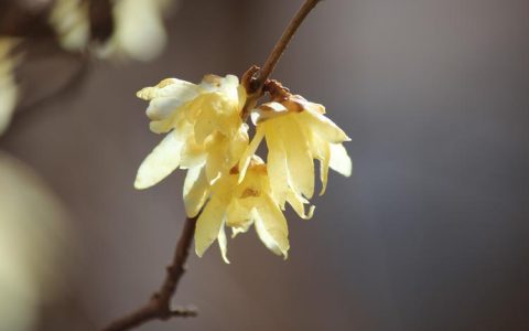 腊梅和梅花是一样的吗？一文讲透两者的区别与养护技巧