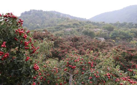 山楂产地哪里的最好？2026年优质产区种植与苗木选购全攻略