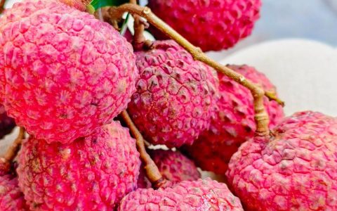 巨美人荔枝品种简介：特点、种植与选购指南