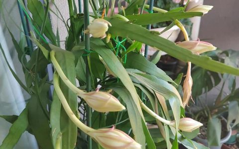 昙花什么时候开花？掌握花期与促花技巧，欣赏昙花一现
