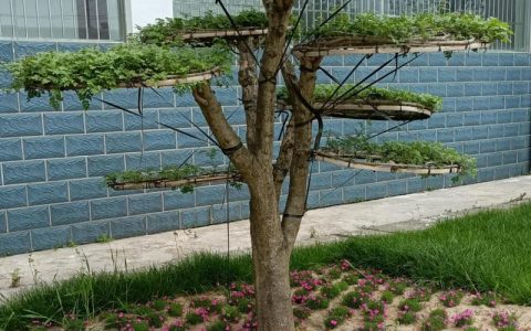 对节白蜡百科：植物特征、生长习性与园林应用详解