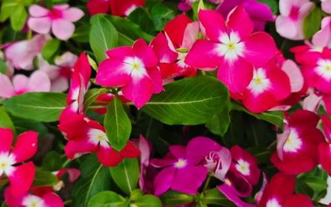 一年四季开花的花有哪些？家庭盆栽促花促果全攻略