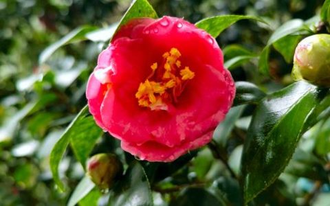 山茶花：山茶科山茶属的常绿观花植物