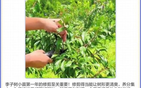 李子树最佳修剪时间与四季管理全攻略