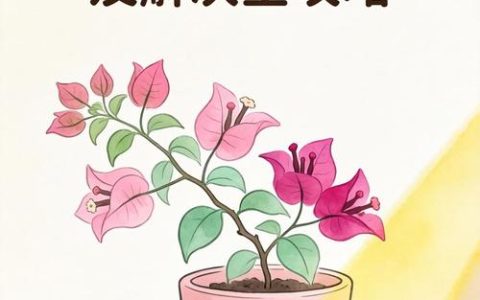 三角梅落花的原因及解决方法：5步养护技巧让花苞不掉落