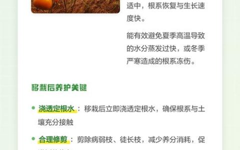 柿子树移栽最佳时间及全流程管理指南
