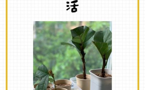 桂花扦插能成活吗？家庭繁殖桂花树的7步实操指南