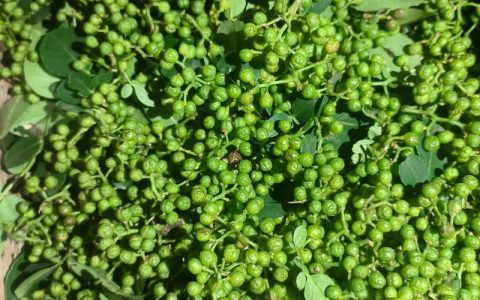 花椒产地大揭秘：哪里的花椒最好最正宗？
