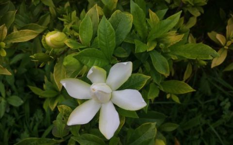 栀子花是什么季节开放的花？详解栀子花的科属、花期与养护