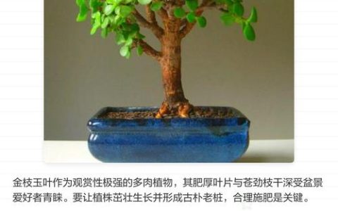 金枝玉叶施肥什么肥料最好？家庭盆栽科学养护全攻略