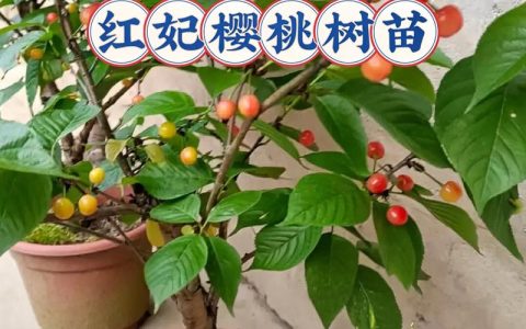 红妃樱桃品种介绍：口感脆甜、果色鲜红的优质樱桃