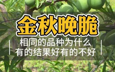 李子树不结果怎么办？4大原因解析及解决方案