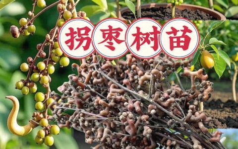 拐枣树苗适合哪里种植？2026年拐枣种植技术指南与适种地区分析