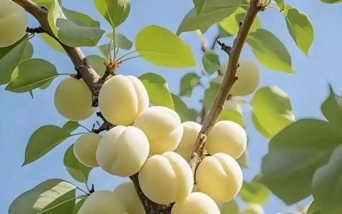 银杏：被称为“活化石”的裸子植物