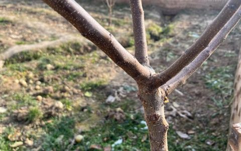 杏树修剪时间与技巧：家庭庭院种植全指南