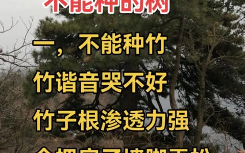 房前屋后种树全指南：避开这几种树，安全又吉利