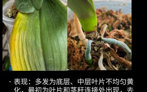 蝴蝶兰黄叶怎么办？4大原因排查与急救补救全攻略