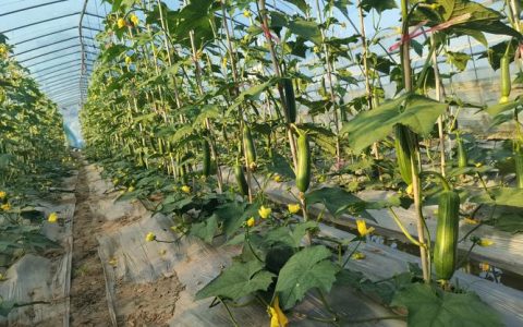 丝瓜种植方法和时间：从播种到搭架的全程技术指南