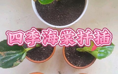 四季海棠扦插最简单方法：7天生根的实操指南