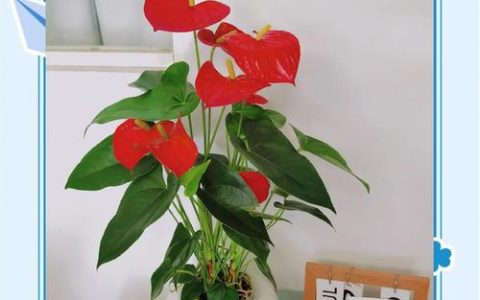 红掌花养殖方法和注意事项：家庭养护全指南