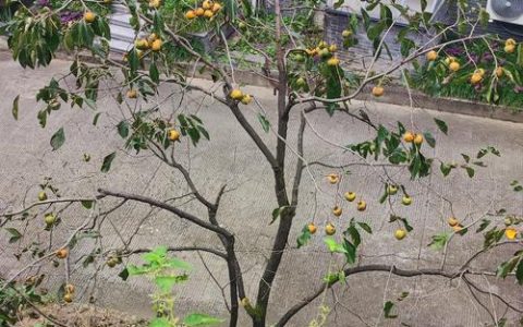 院子里种柿子树好不好？科学种植指南与养护要点解析