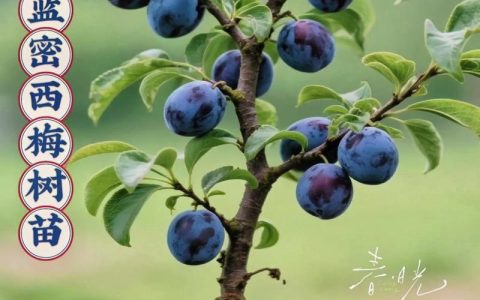 白兰花移栽及管理技术指南