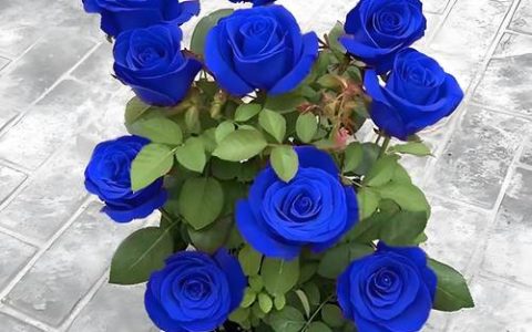 蓝色月季花有哪些品种？蓝色风暴、蓝妖、蓝月对比分析