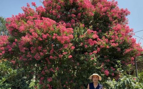 小叶紫薇：夏季庭院观花灌木，花期长且耐修剪