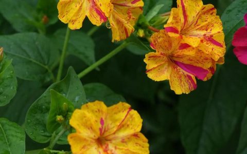 紫茉莉什么时候开花？揭秘晚香玉的“傍晚浪漫”与促花技巧