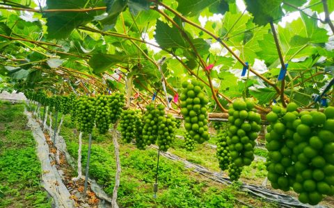 葡萄树打药最佳时间与关键防治节点全攻略