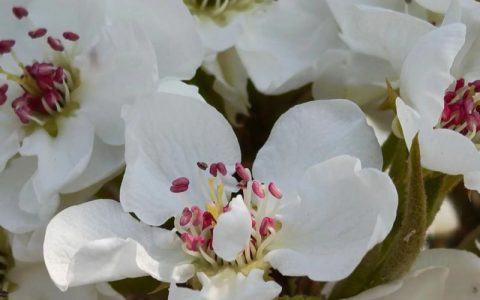 梨树什么时候开花？花期管理促花技术全攻略