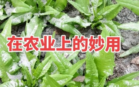 草木灰对西红柿种植有什么好处？正确使用方法全解析