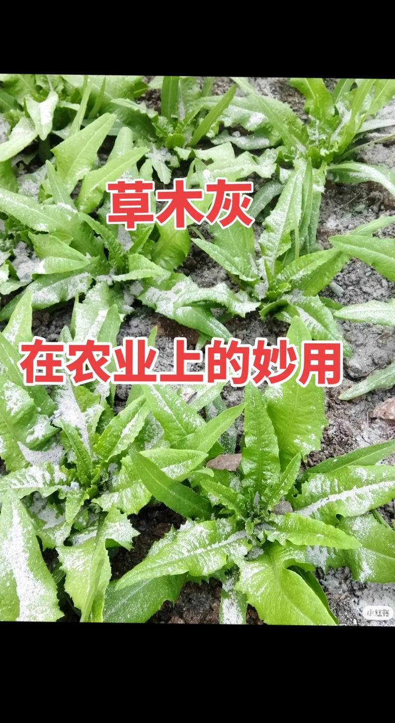 草木灰对西红柿种植有什么好处？正确使用方法全解析