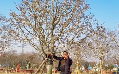 玉兰是先开花还是先长叶？花期果期全解析