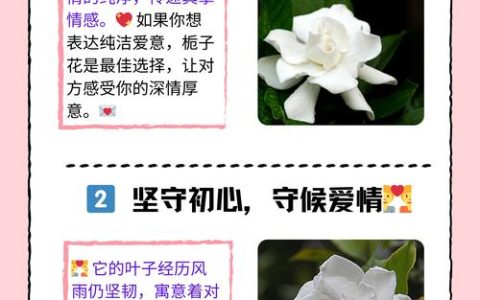 栀子花百科：花语寓意与种植指南